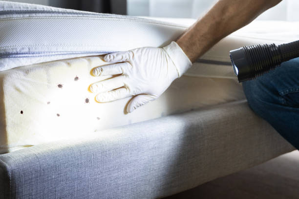 Best Ant Control Services  in Manchester, GA