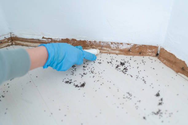 Best Rat Extermination Near Me  in Manchester, GA